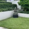 Buddha statue in a garden setting.