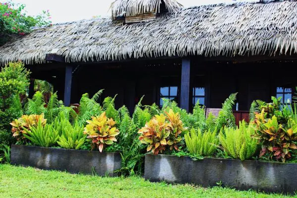 Lush plants in front of a thatched hut.