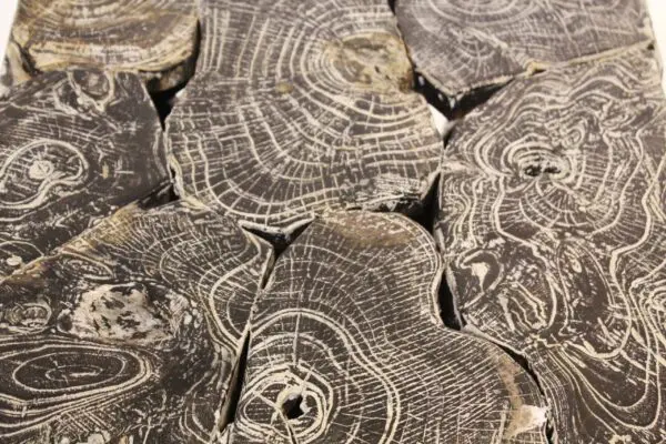 Fossilized wood pieces with intricate patterns.