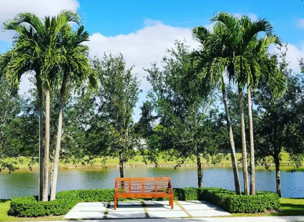 Wooden bench by a pond with palm trees.