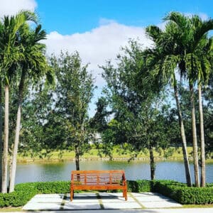 Wooden bench by a pond with palm trees.